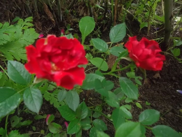 mini - trandafiri 2014