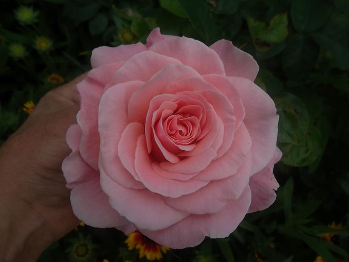 tickled pink - trandafiri 2014