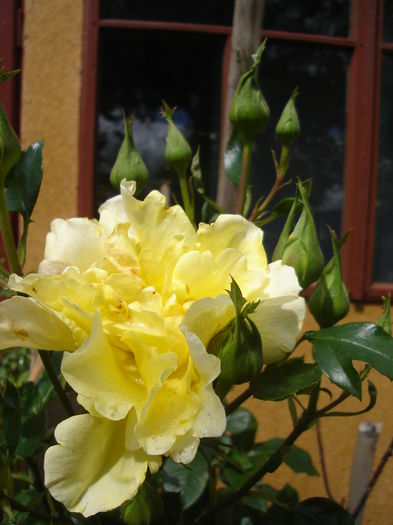 "Golden Showers" - Florile mele