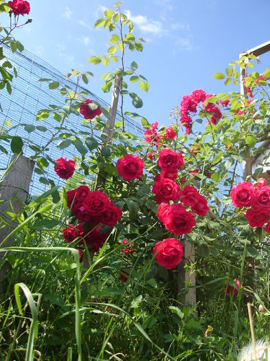 Trandafiri urcători; 10 iunie 2014
