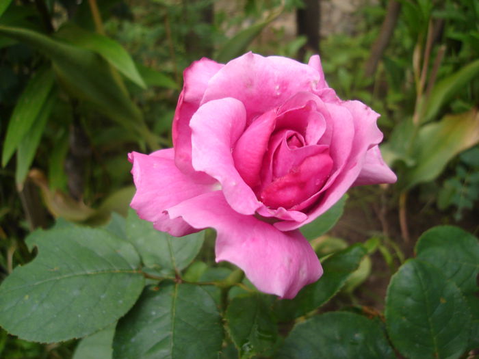 "Sissi", primul an; 21 iunie 2014
