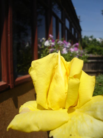 29 iunie 2014 - Florile mele