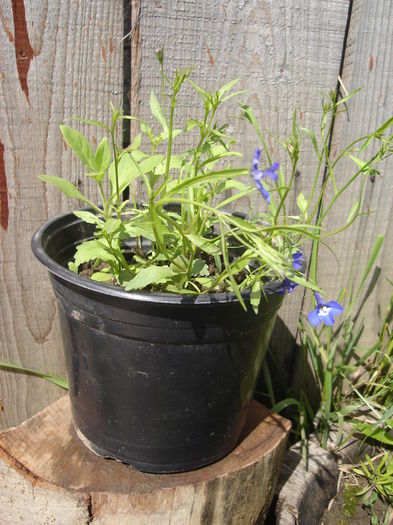 26 iunie 2014 - Florile mele