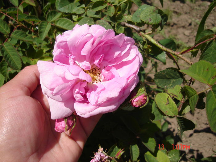 10iunie2012; Trandafir de dulceaţă Kazanlik
