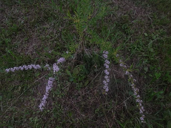budleja alternifolia - arbusti ornamentali 2014