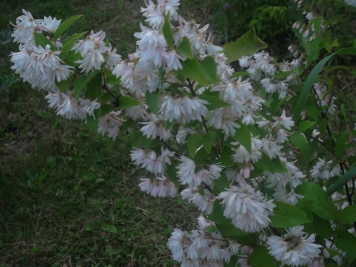 deutzia - arbusti ornamentali 2014