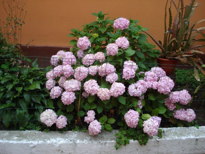 2014, infloind tot mai bogat (3) - hortensia