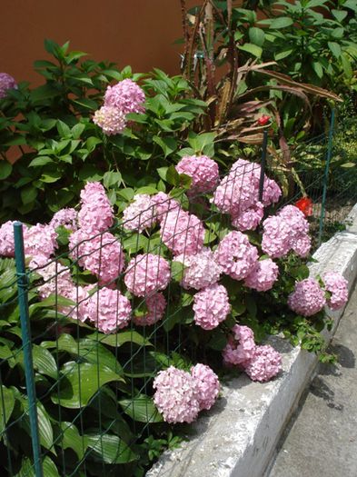 2014, infloind tot mai bogat (5) - hortensia