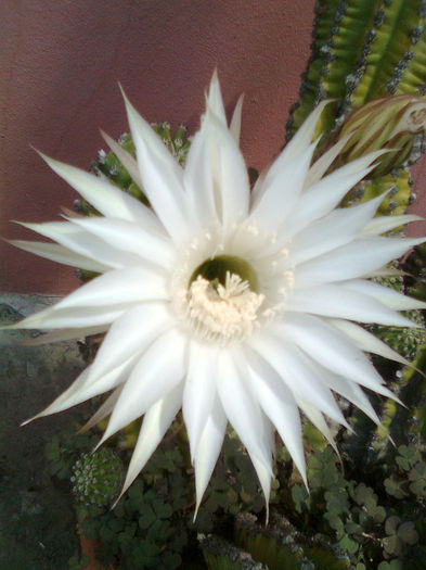 DOC POZE 011 - A___PRIMAVARA-VARA 2014