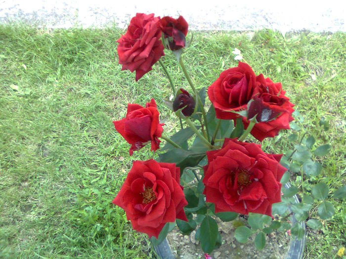 DOC POZE 005 - A___PRIMAVARA-VARA 2014