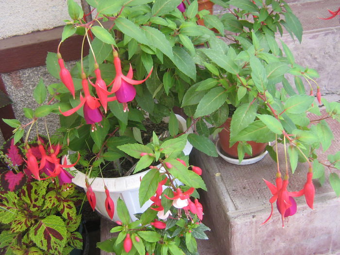 fuchsii 001