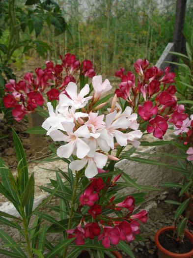 flori de iunie (1) - leandru 2014