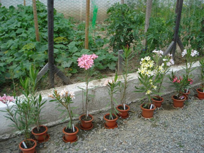 flori de iunie (3) - leandru 2014