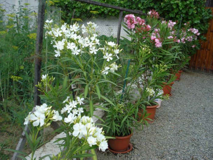 flori de iunie (6) - leandru 2014