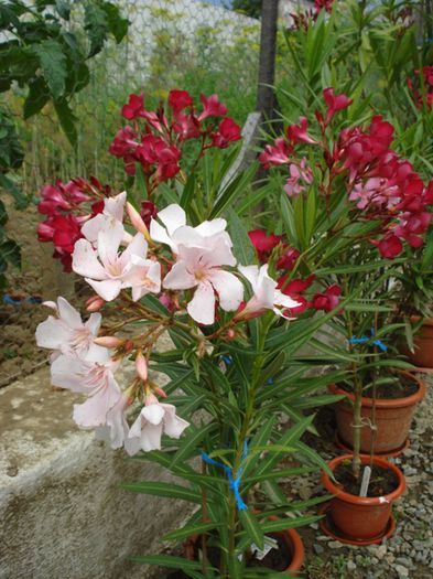 flori de iunie (8) - leandru 2014