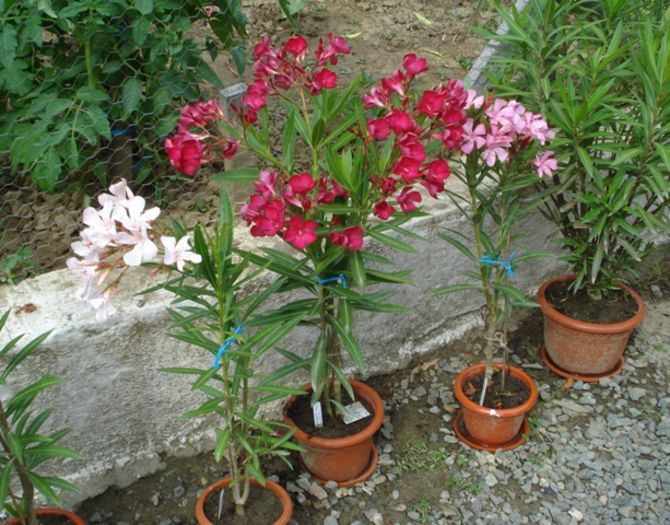 flori de iunie (14) - leandru 2014