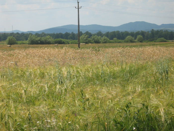in natura 007 - Natura cu frumusetile ei
