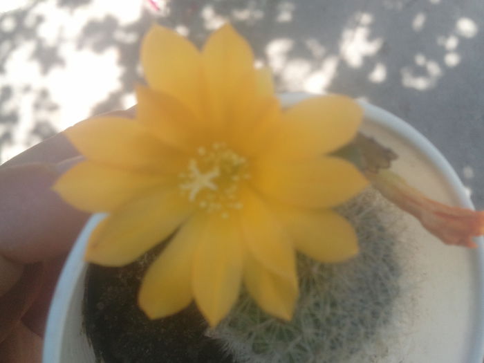 2014-06-23 14.09.58 - cactusi