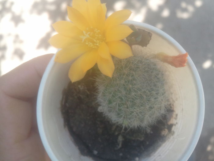 2014-06-23 14.10.18 - cactusi