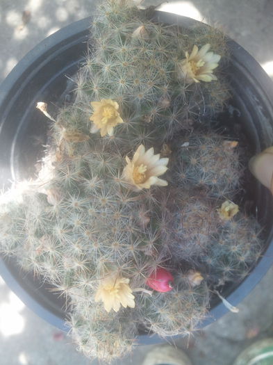 2014-06-23 14.11.45 - cactusi