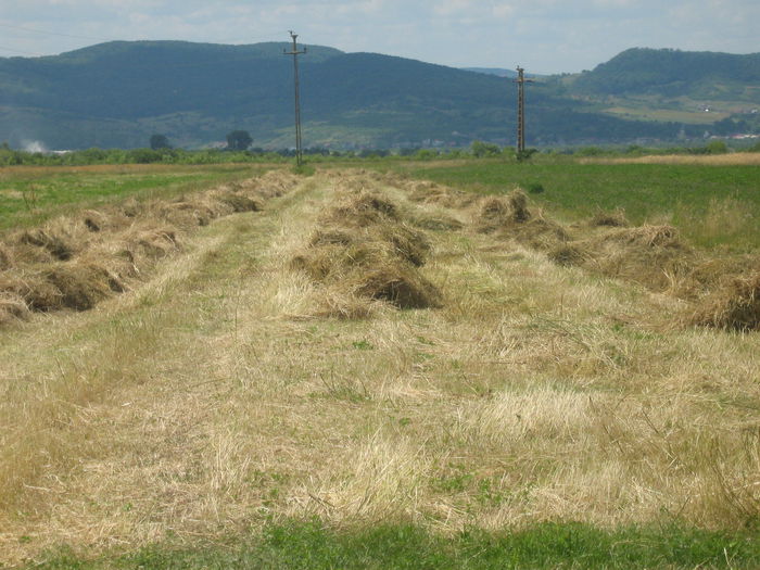 agricultura in Romania 005