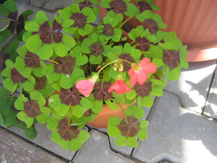 oxalis 002 - oxalis iron cross