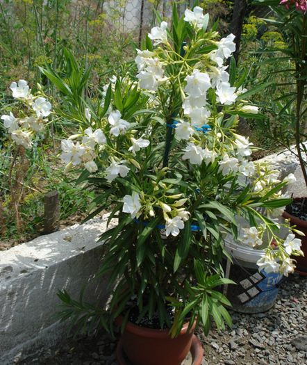 leandru alb, dublu (4)