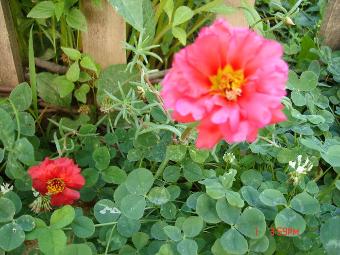 24iulie2012; Portulaca (Floare de piatră)
