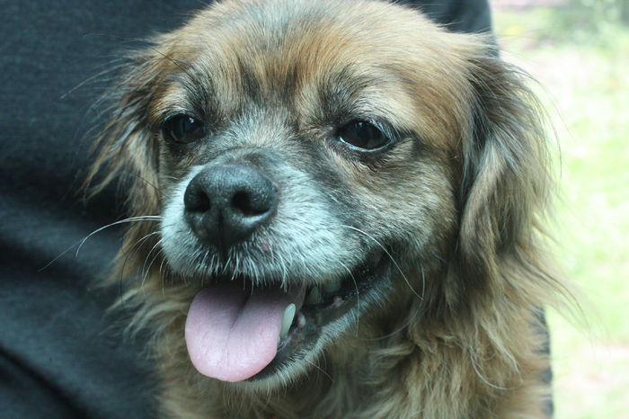 IMG_2272 - O zi de vara la soacra mea 2014