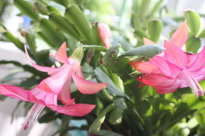 IMG_2295 - O zi de vara la soacra mea 2014