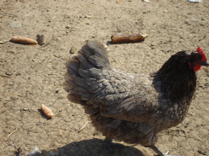 DSC02768 - Australorp albastru