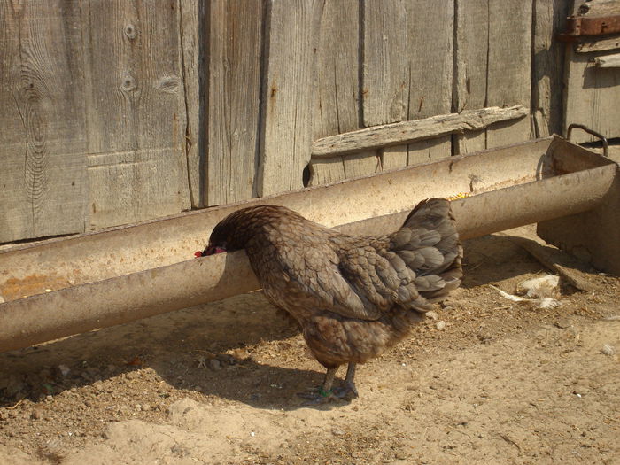 DSC02765 - Australorp albastru