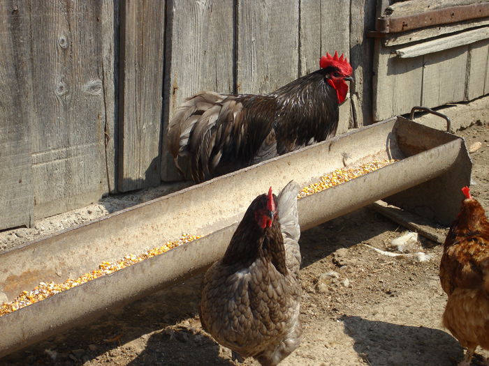 DSC02766 - Australorp albastru