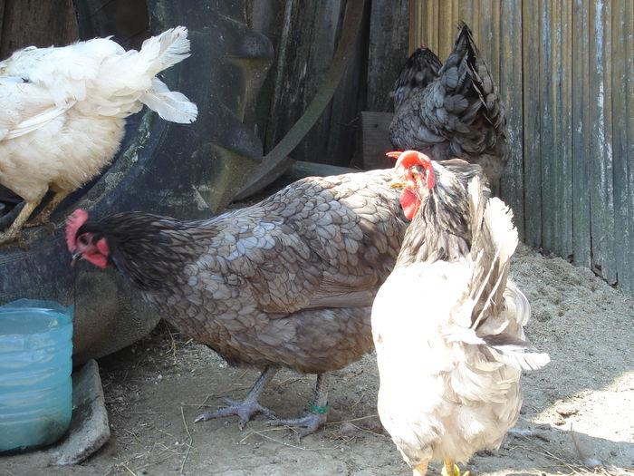 DSC02776 - Australorp albastru