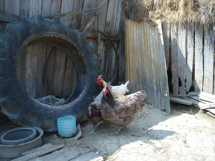 DSC02774 - Australorp albastru