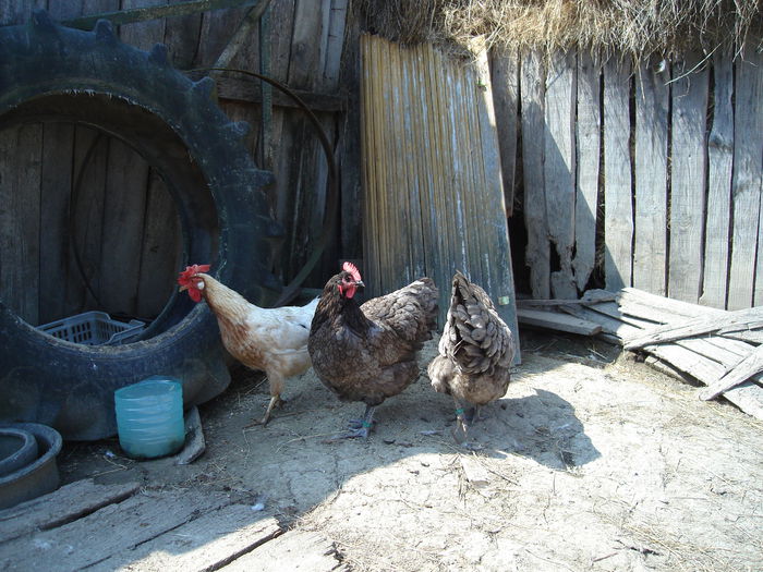 DSC02775 - Australorp albastru