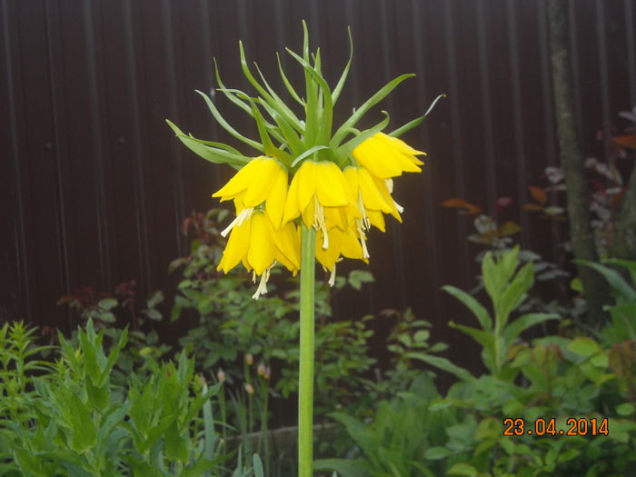  - Fritillaria