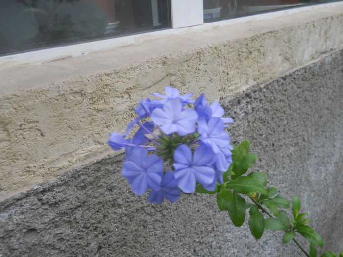 DSCN4968 - PLUMBAGO