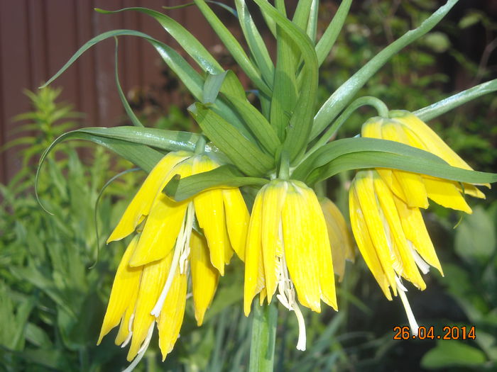  - Fritillaria