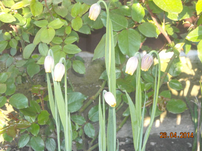 FRITILARIA UVA VULPIS - Flori in gradina