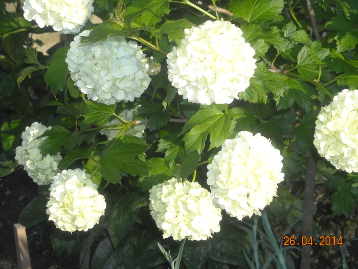 CALIN-VIBURNUM - Flori in gradina