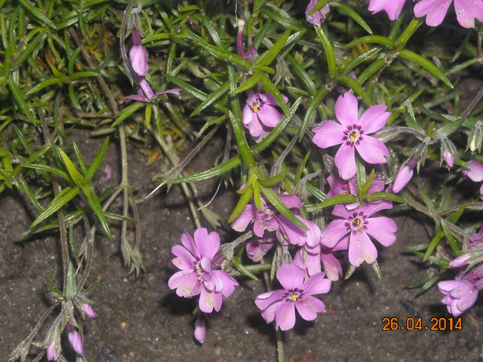 PHLOX - Flori in gradina