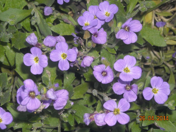 AUBRETIA
