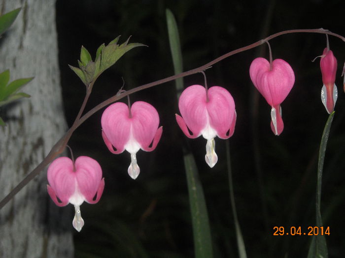 DICENTRA