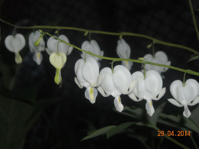 DICENTRA