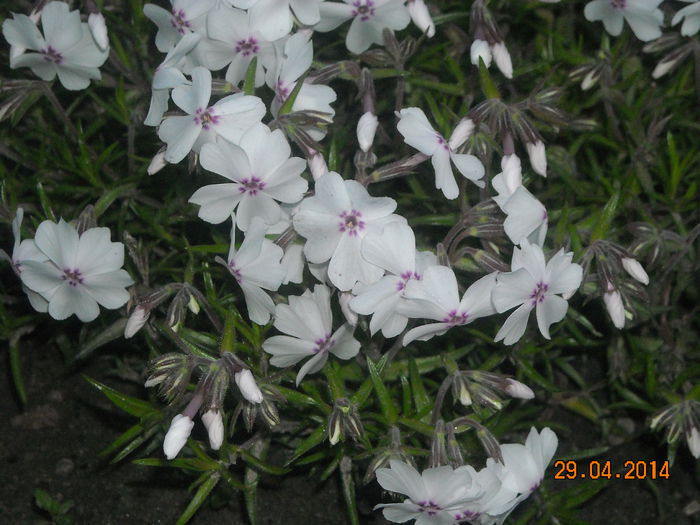 PHLOX