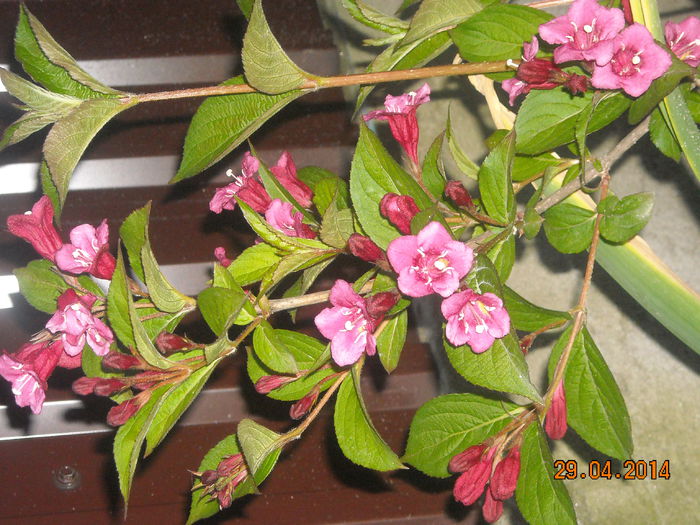 WEIGELA - Flori in gradina