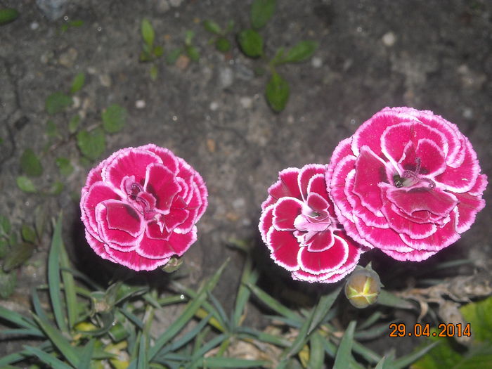 1 (316) - Flori in gradina