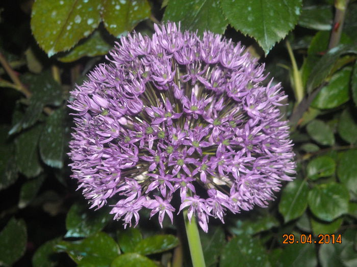 ALLIUM - Flori in gradina