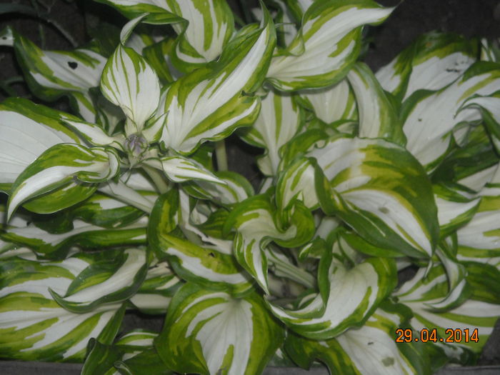 HOSTA - Flori in gradina